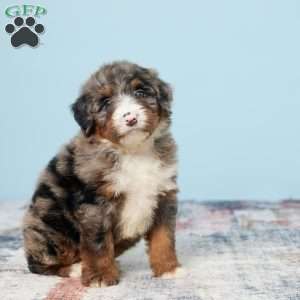 Cheif, Mini Bernedoodle Puppy